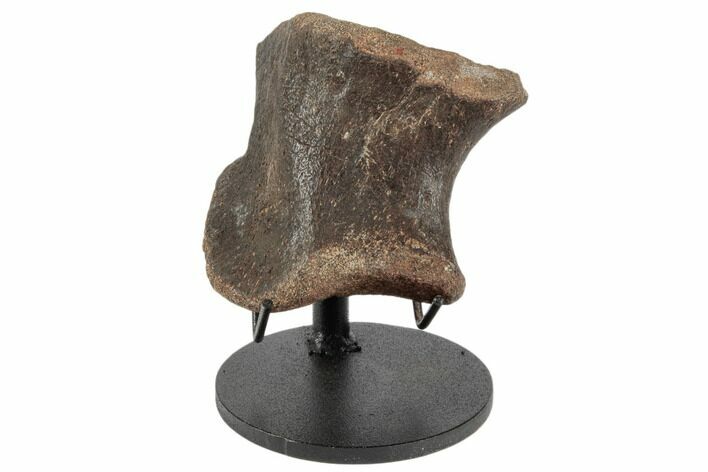 Fossil Hadrosaur Phalange Bone on Metal Stand - Montana #196702